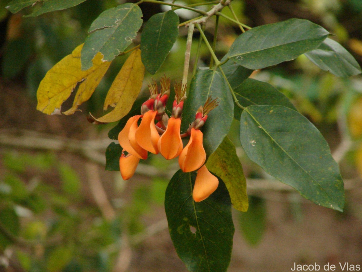 Erythrina fusca Lour.